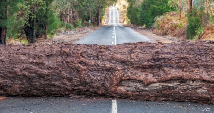 A tree across the road symbolizing personal hurdles that may be improved by individual coaching